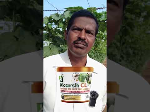 Akarsh CL వాడినప్పటినుండి పండు ఈగ నష్టం పూర్తిగా  తగ్గిపోయింది #akarshcl #melonfly #ridgegourd #atgc