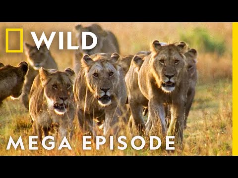 World's Deadliest MEGA EPISODE | Season 1 Full Episodes | Nat Geo Wild