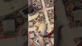 #ネコ #猫#ねこ #ねこのいる生活 #ストーブ#シルバー