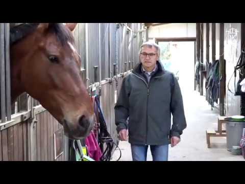 Holsteiner Hengststation - Agethorst