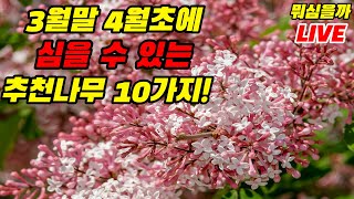 3월말 4월초에 심을 수 있는 나무추천 10가지 (feat. 나무아빠)