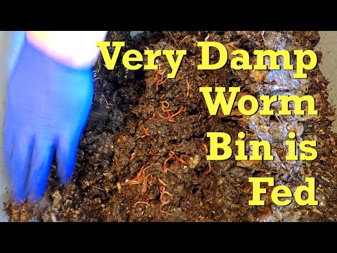 Oldest active compost worm bin gets 17th feeding at 154 days - vermicompost