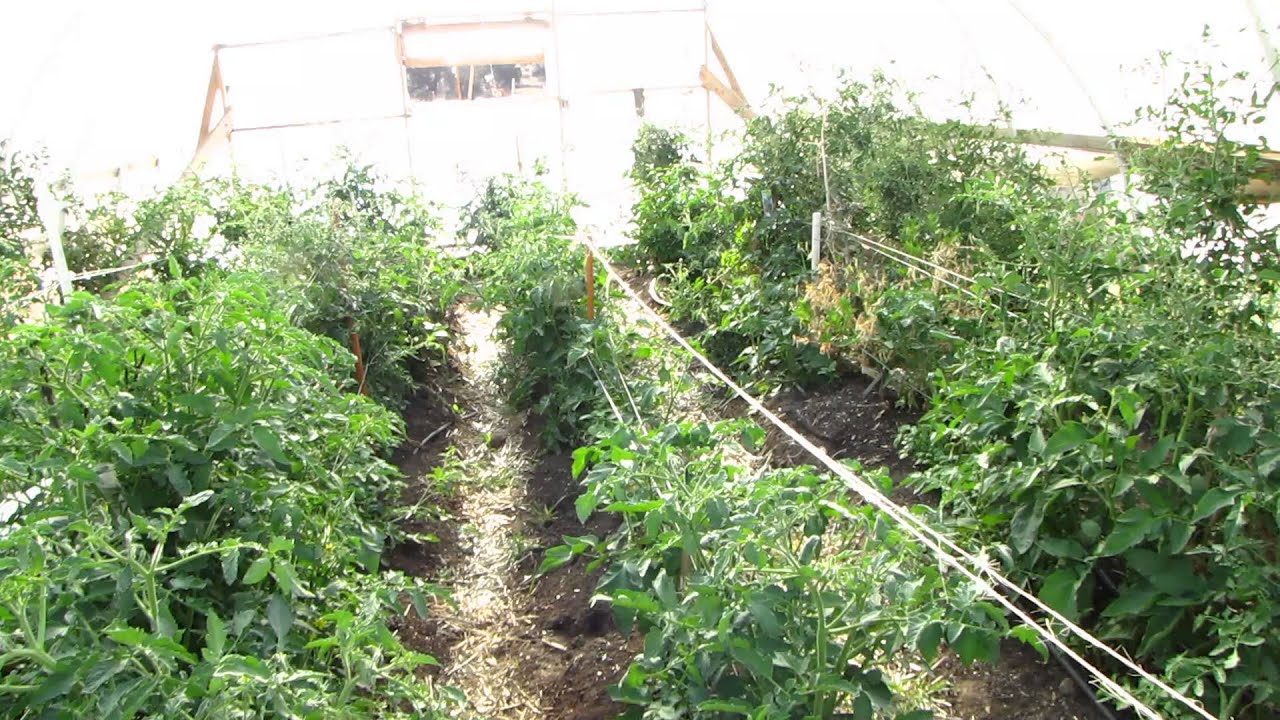 Raw Roots Summer Edition....and man is it hot!