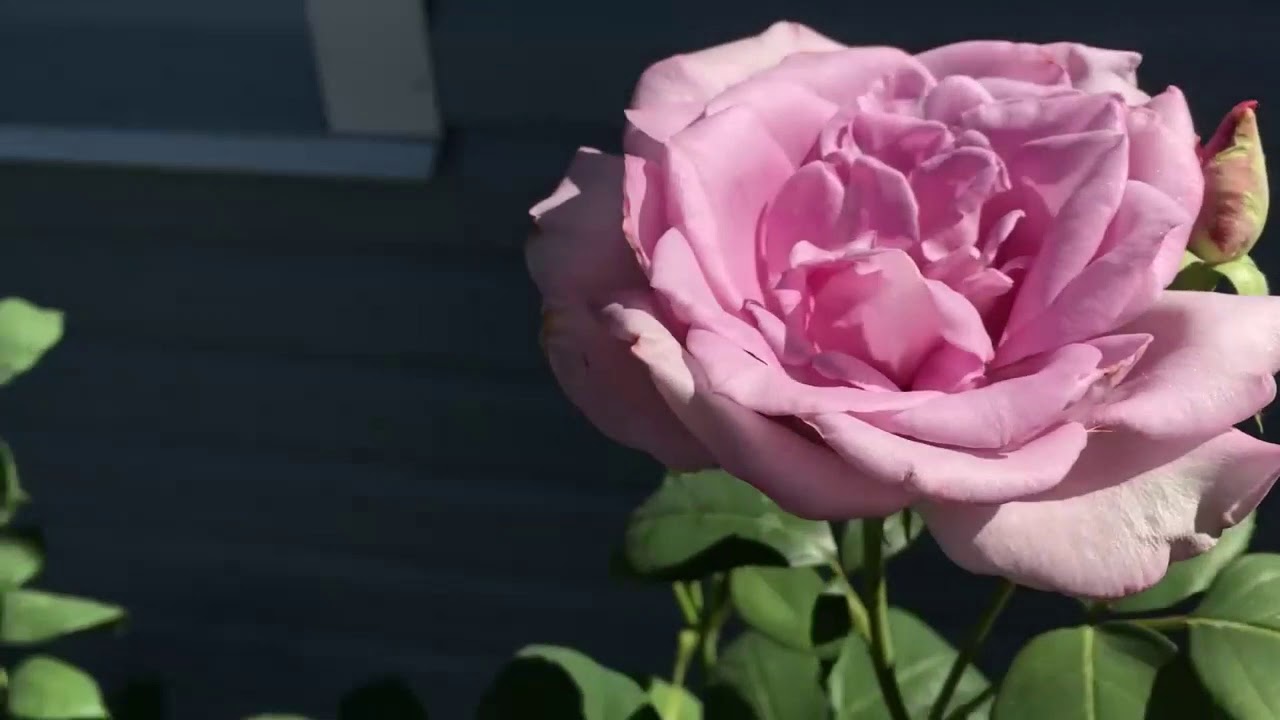 Моя роза Майнцер фастнахт или Блю Мун!????