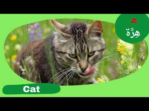 Arabic Animal Alphabet song for kids أنشودة الحيوانات بالعربية