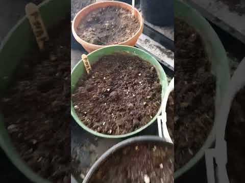 Window Garden Update Part 2