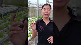 Download lagu Pay attention to the pH of the water because it can affect the taste of hydroponic vegetables. mp3 Download lagu Pay attention to the pH of the water because it can affect the taste of hydroponic vegetables. mp3