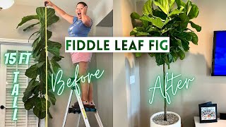 Pruning Fiddle Leaf Fig To Encourage Branching + How to Propagate | Ficus Lyrata