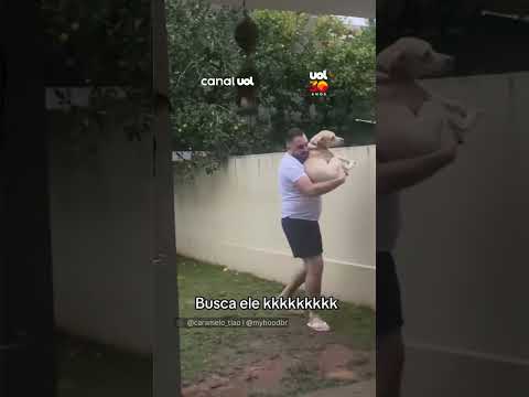 Cachorro da vizinha chama ‘aumigos’ pela janela para brincar