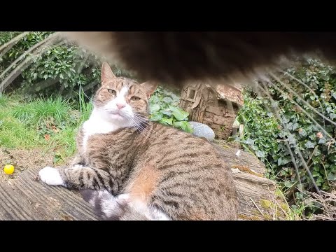 Cat wearing camera bullies all the neighbourhood cats