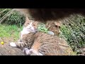 Cat wearing camera bullies all the neighbourhood cats