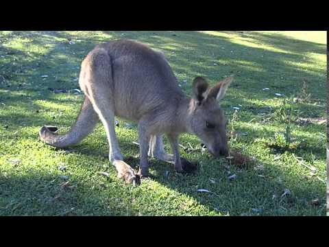 Eastern Grey Kangaroo feeding at Pebbly Beach NSW Video