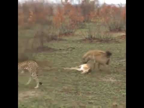 Tanzania Safari Video
