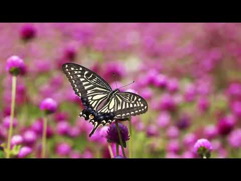 Opwekking 422 U wil ik kennen