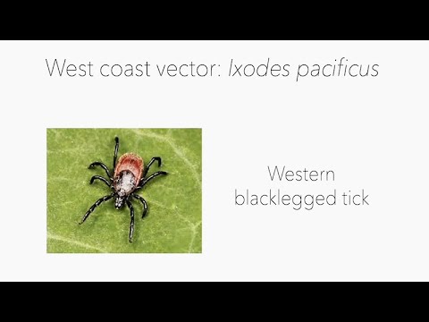 Tick Talk: Advancing the Understanding and Prevention of Tick-borne Diseases