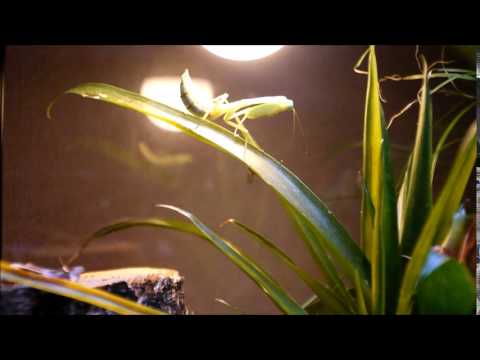 giant shield mantis L5 catching attempt