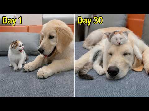 YouTube 썸네일