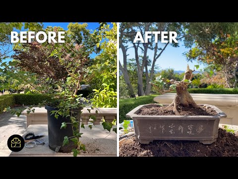 Transforming a Garden Tree into a Bonsai