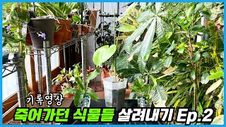죽어가던 스킨답서스, 몬스테라, 행운목 살아났습니다!!