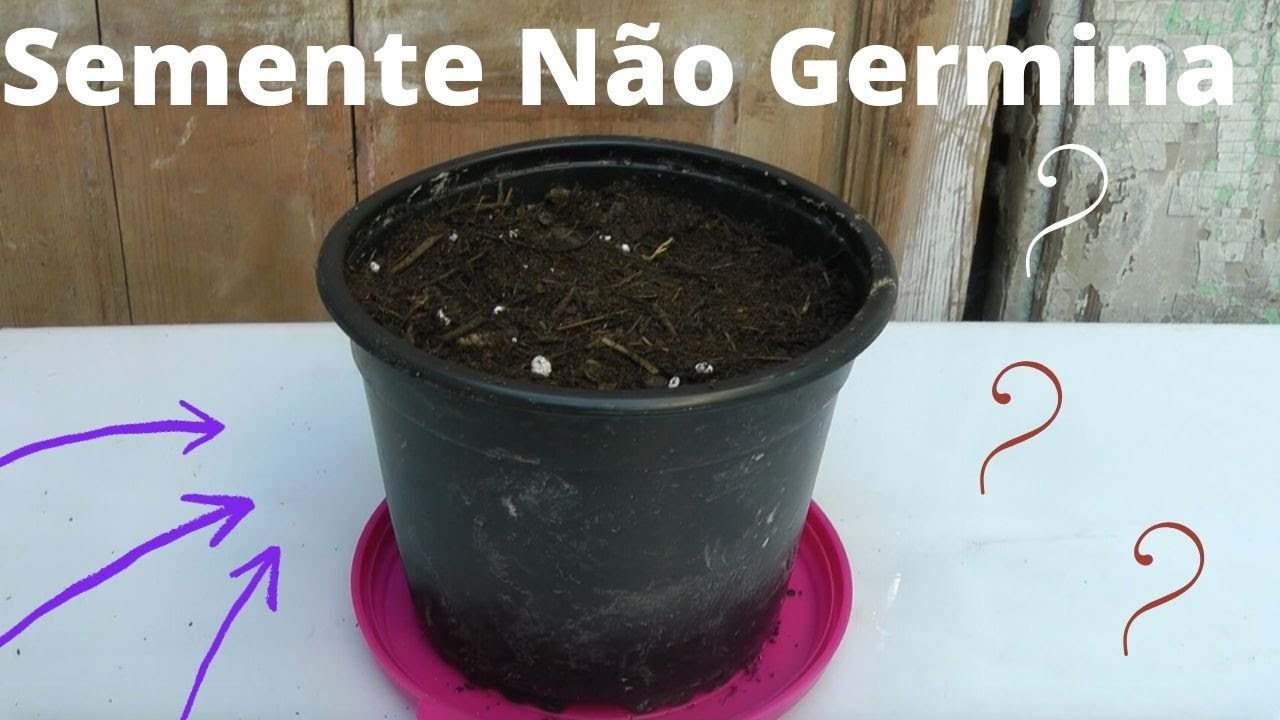 7 ERROS FATAIS: Por que as sementes não germinam ou brotam?