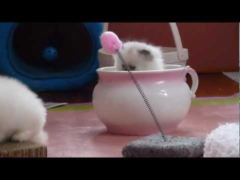 RAMBUNCTIOUS 6 WEEK OLD FLAME POINT MALE HIMALAYAN KITTENS PLAYING.MP4