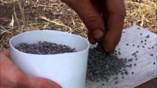 Impact Law Test, Firing lead bullets into lead shot