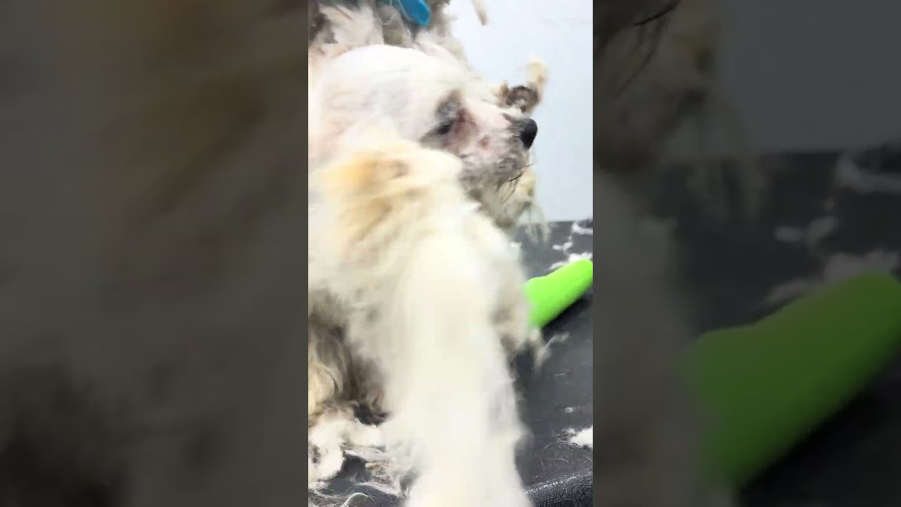 Enlarge ELMER, a ADOPTABLE mixed breed in Santa Monica, CA video 4/4