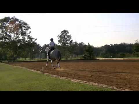 2008 PRE Andalusian Mare "Fiona Roy" For Sale At Spellbound Farms