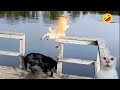 New Funny Animals Dumb Fails CATS And DOGS 2024
