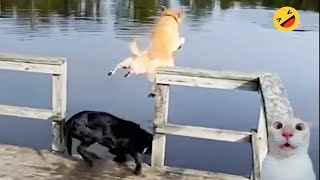 New Funny Animals 🐧 - Dumb Fails CATS And DOGS 😺🐶 2024