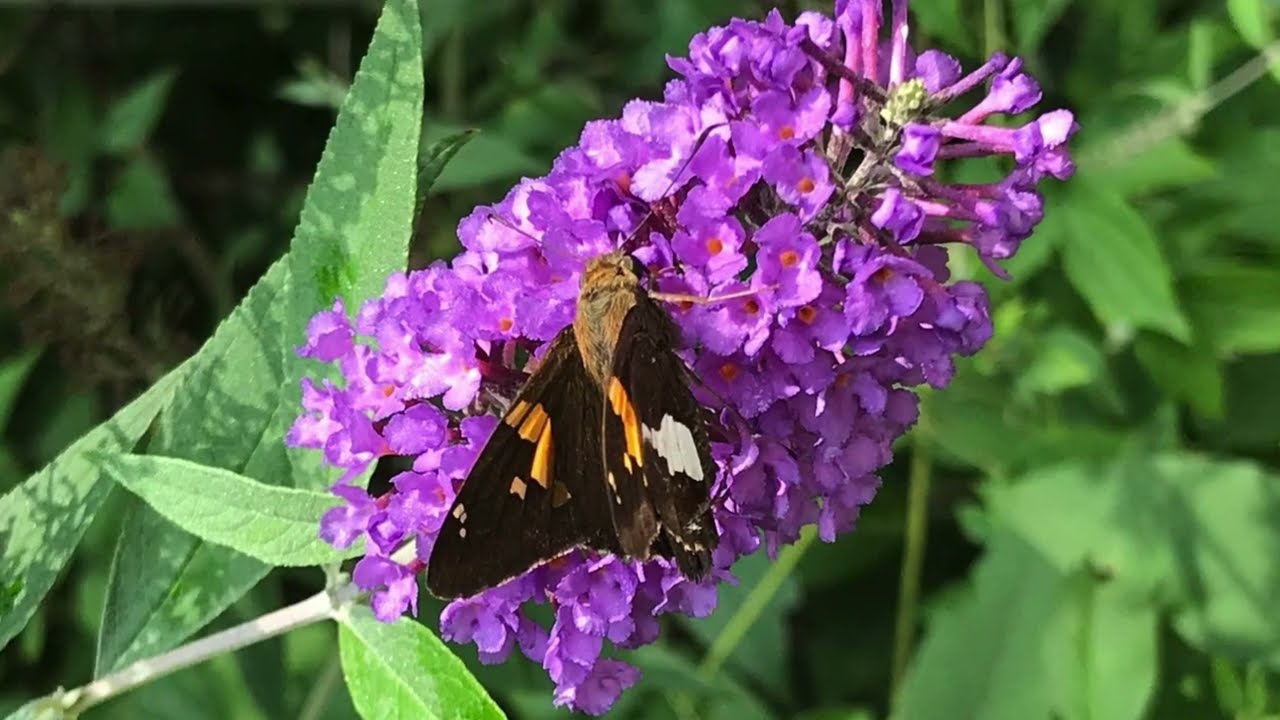 A Quiet Gallery of Flower Blooms (11 Minutes) - Part 3 — Invisible Beauty