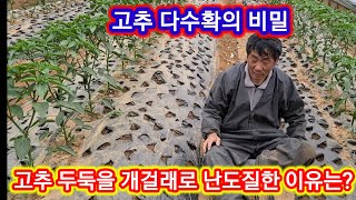 고추 두둑을 개걸레로 난도질한 이유는? 다수확의 비밀이라고?
