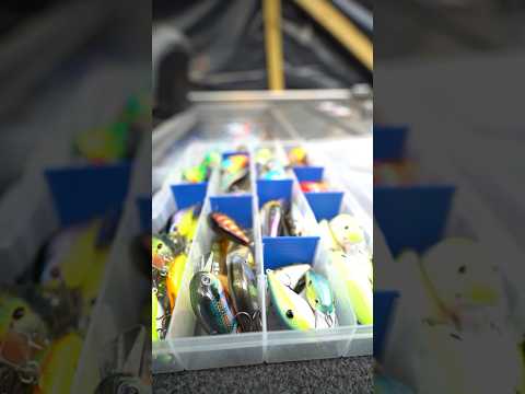 You can choose ONE Fishing Lure…