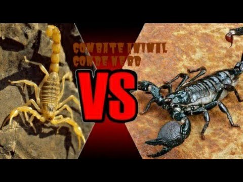 Escorpião Amarelo VS Escorpião Preto (Tityus Serrulatus VS Tityus Bahiensis) Combate Animal
