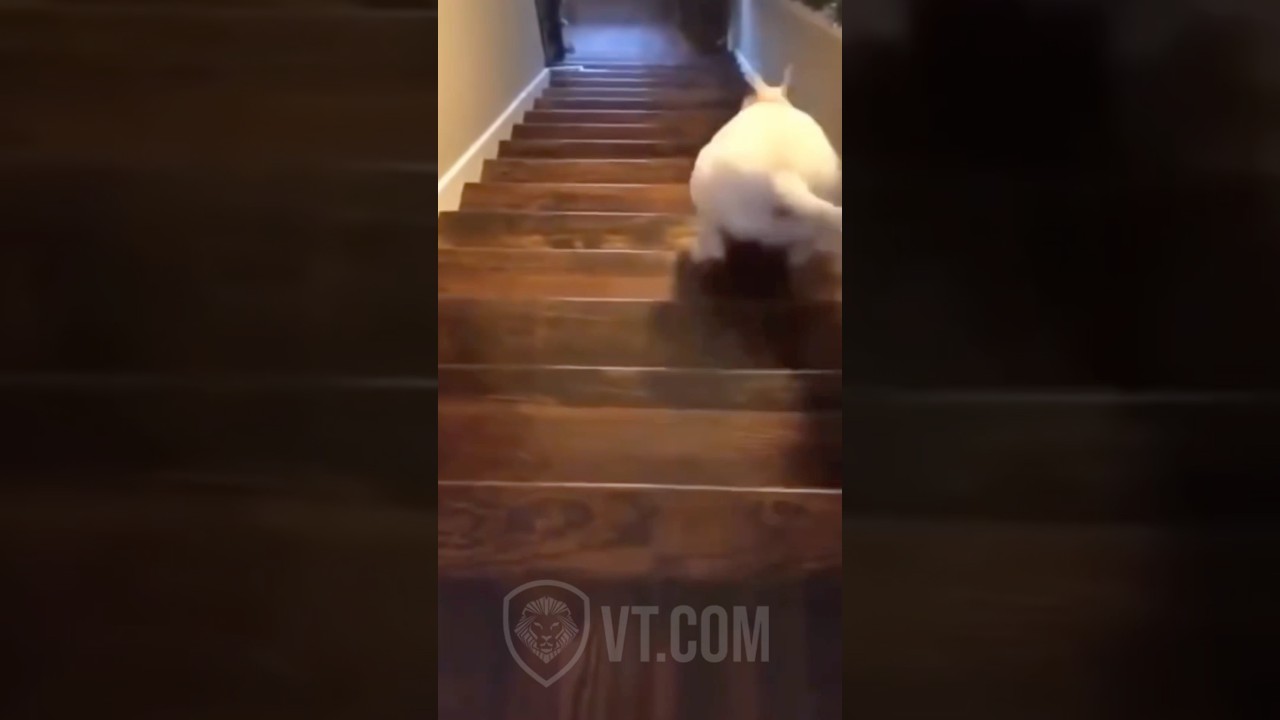 Dog Goes Full Send Down the Stairs and Instantly Regrets It 🐕💨💀