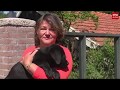 Grote populariteit puppy's: fokkers maken zich zorgen
