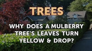 Why Does a Mulberry Tree&#39;s Leaves Turn Yellow &amp; Drop?