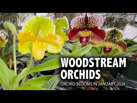 Woodstream Orchids Nursery Tour in January 2026 | Paphiopedilum, Phragmipedium & Epidendrum Paradise