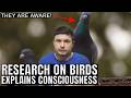 Why Did Consciousness Evolve Exciting Research On Bird Brains