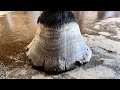 WORK HORSE Gets Hooves Treated
