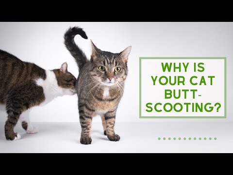 Why is your Cat BUTT - Scooting??