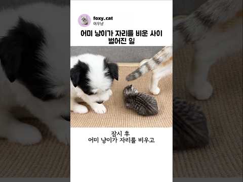 어미 냥이가 자리를 비운 사이 벌어진 일