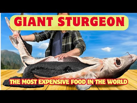 How Sturgeon Caviar is Farmed and Processed
