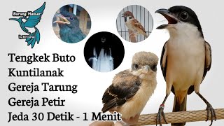 Download lagu 1 jam dengan jeda Masteran Cendet TENGKEK BUTO, KUNTILANAK, GEREJA TARUNG, GEREJA PETIR mp3 Download lagu 1 jam dengan jeda Masteran Cendet TENGKEK BUTO, KUNTILANAK, GEREJA TARUNG, GEREJA PETIR mp3
