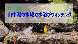 鳥撮り散歩・山中湖の水場で水浴びウォッチング！