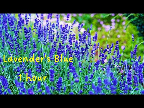 Lavender's Blue Dilly Dilly (1 hour) Relaxing Orchestral Lullaby Music