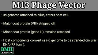 M13 Phage Vector | Gene Vloning Usng M13 Phage Vector | M13 Vector |