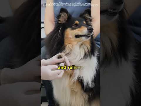 Epsom Salt for Dogs #dogs