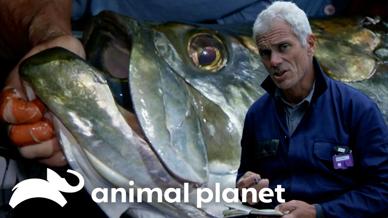 Deadliest Predators of SEASON 5 | River Monsters | Animal Planet