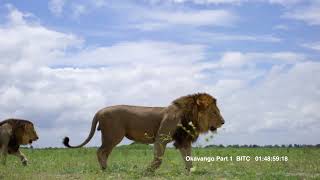 Okavango : Fire!